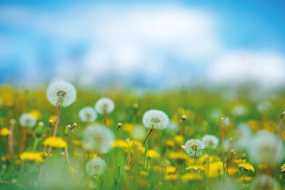 Фон Одуванчиковое поле