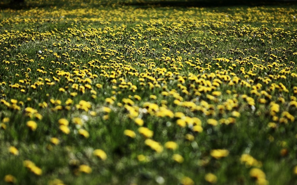 Поле одуванчиков на закате