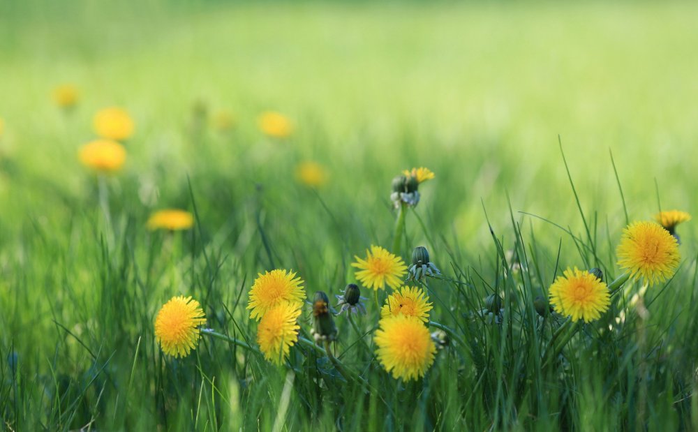 Одуванчики фото высокого разрешения