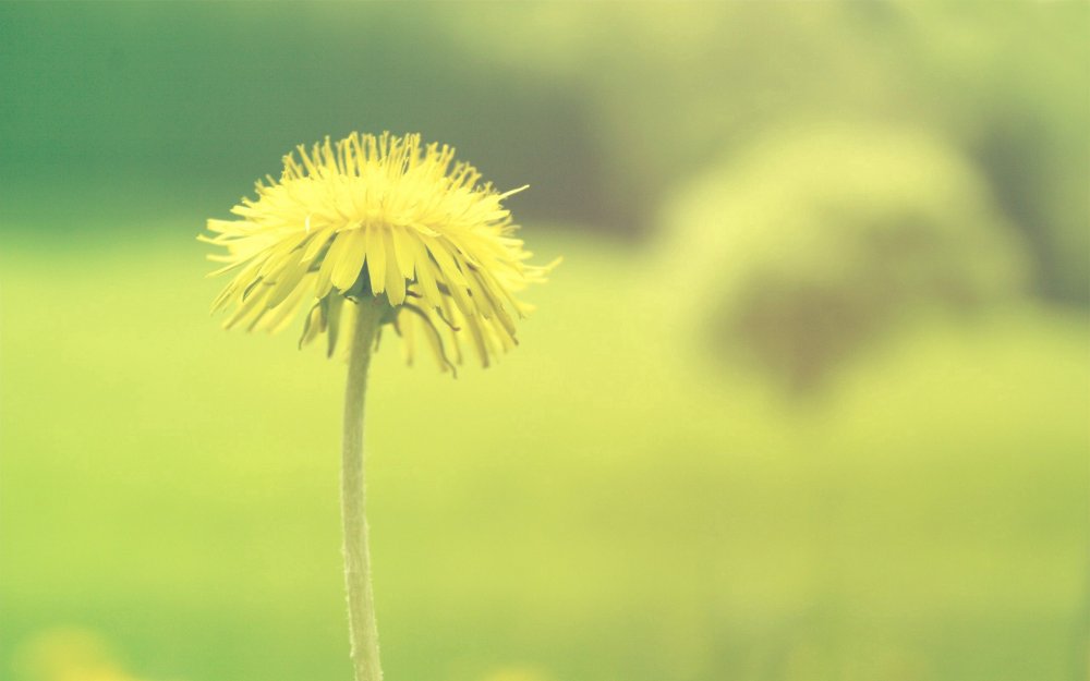 Поле одуванчиков