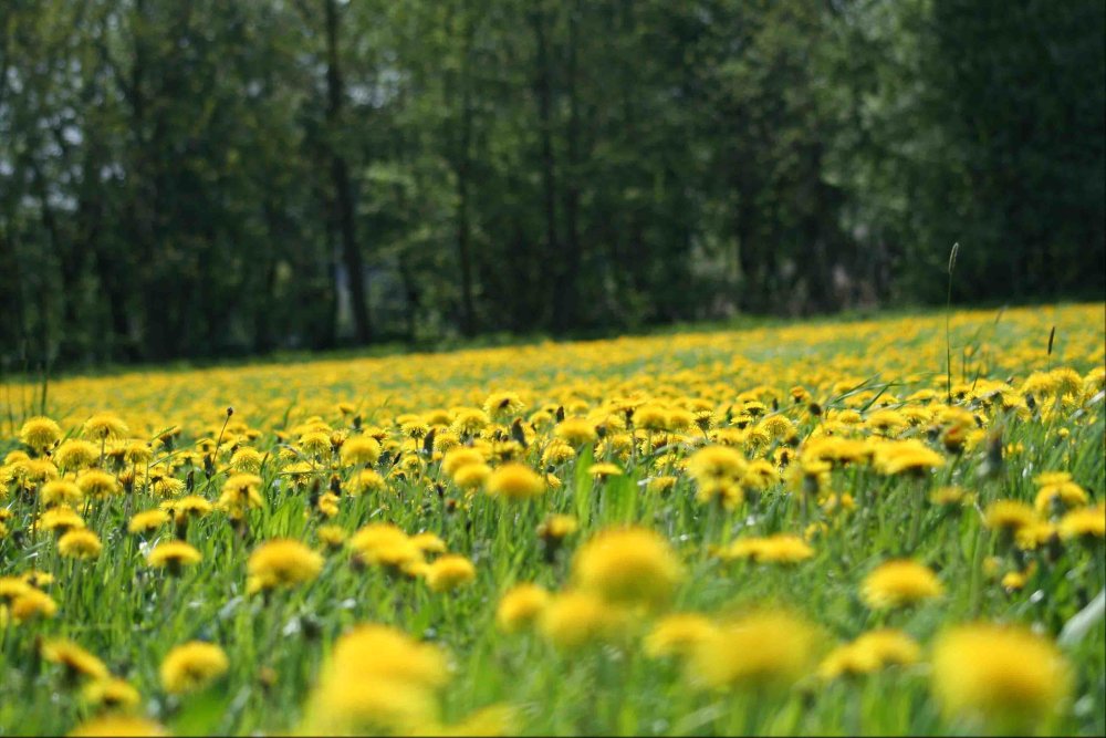 Летнее Вдохновение