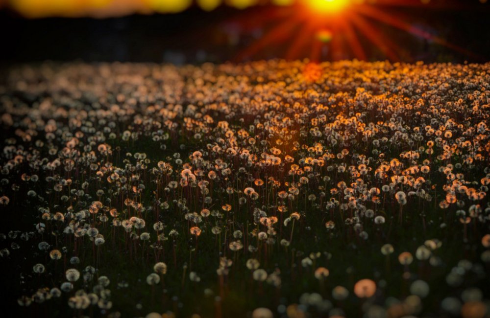 Одуванчики Эстетика