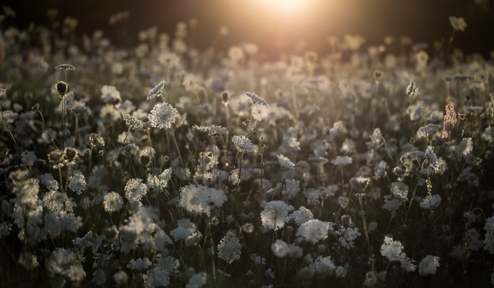 Поле одуванчиков