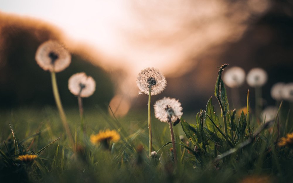 Одуванчики абстракция