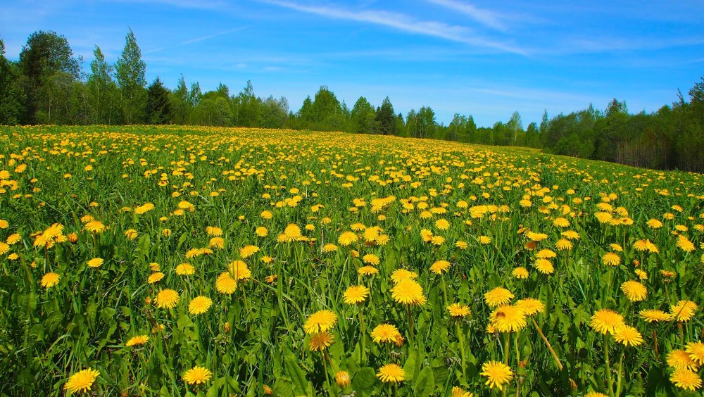 Летний фон для презентации