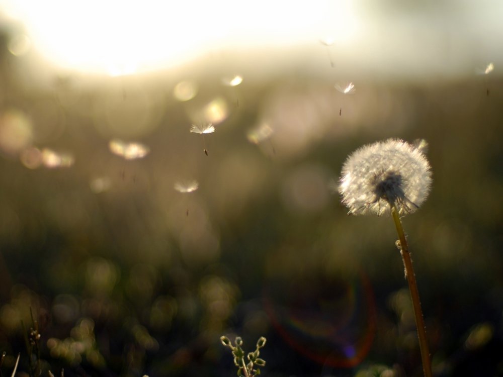 Поле Италмасов