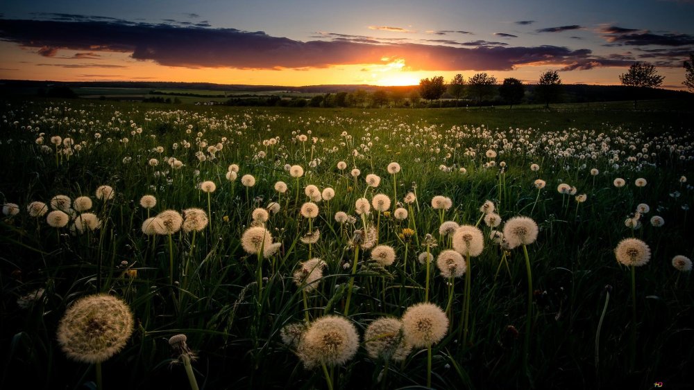 Природа в светлых тонах