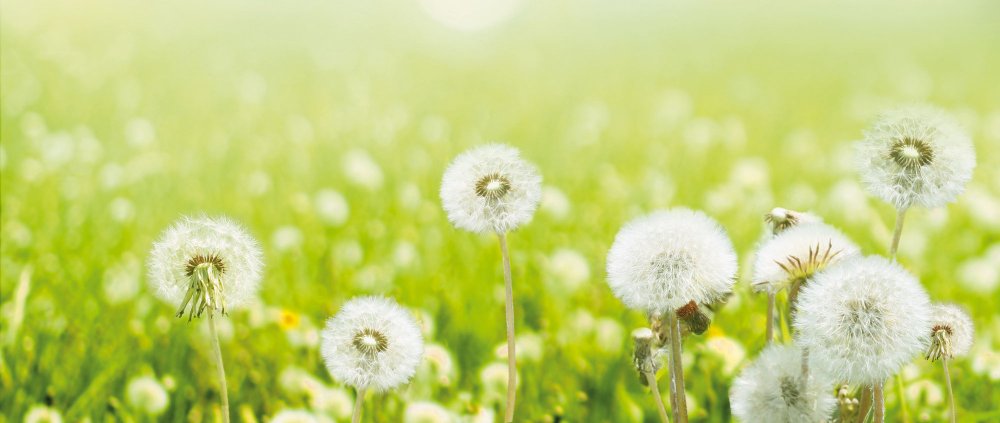 Поле белых одуванчиков