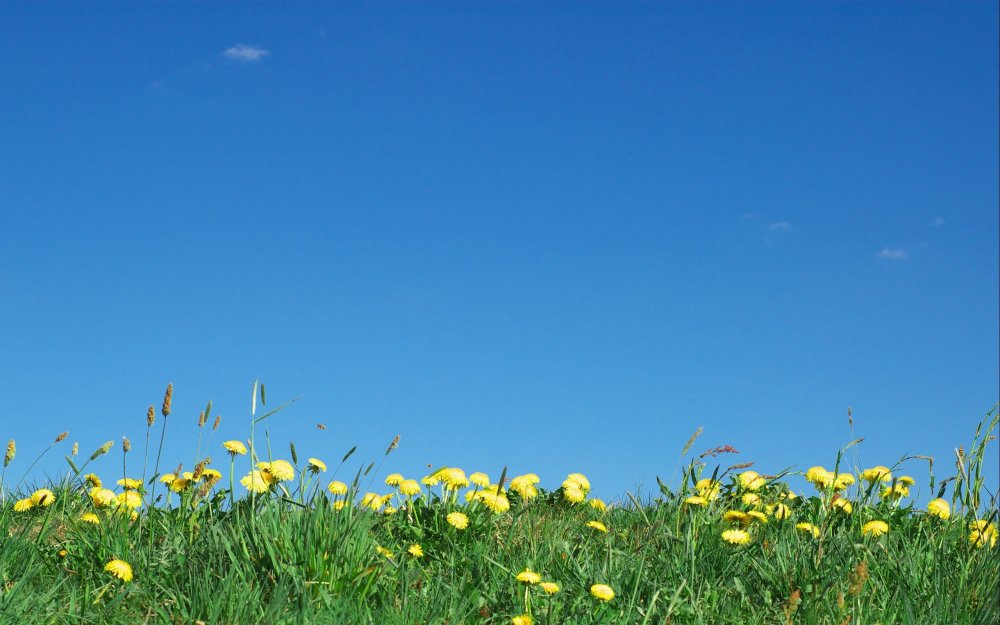 Одуванчиковое поле живопись
