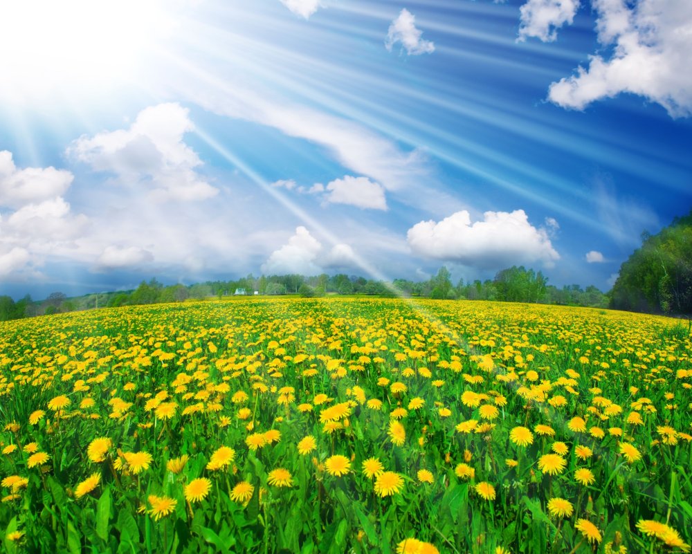 Поле одуванчиков