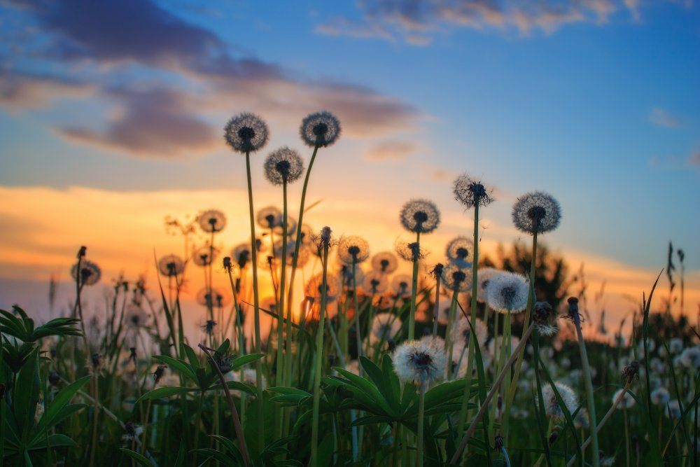 Поляна летом