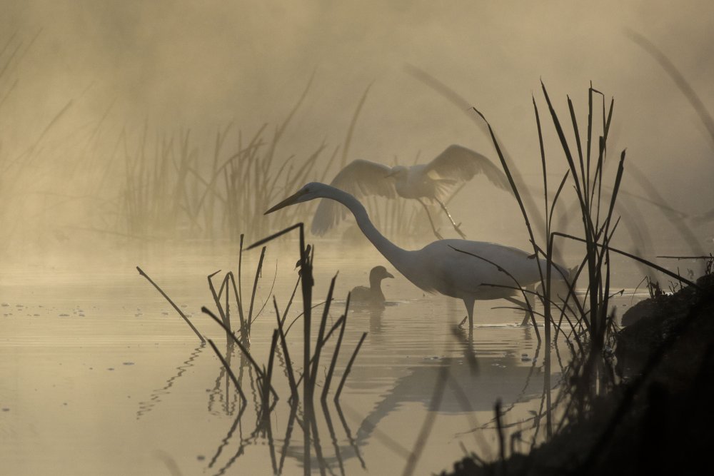 Журавль болото