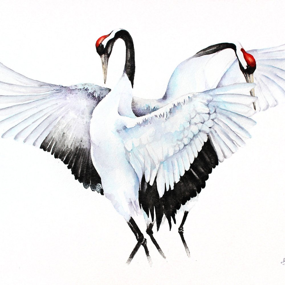 Японский журавль на прозрачном фоне