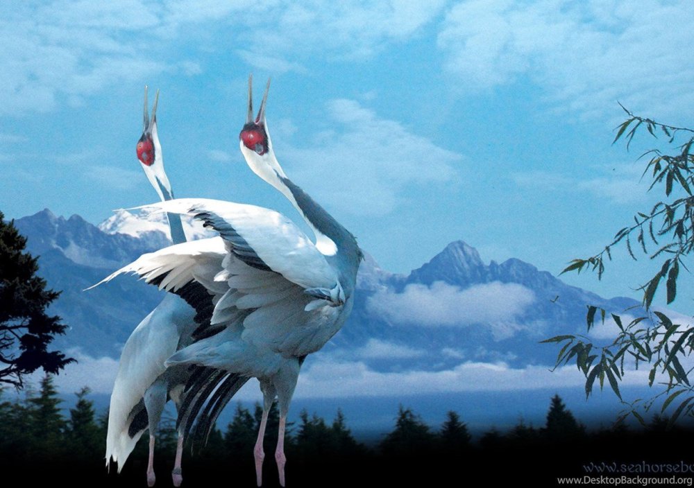 Белый журавль Япония живопись