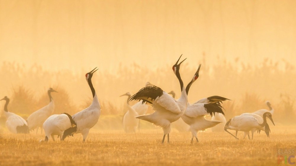 Танцующие японские Журавли