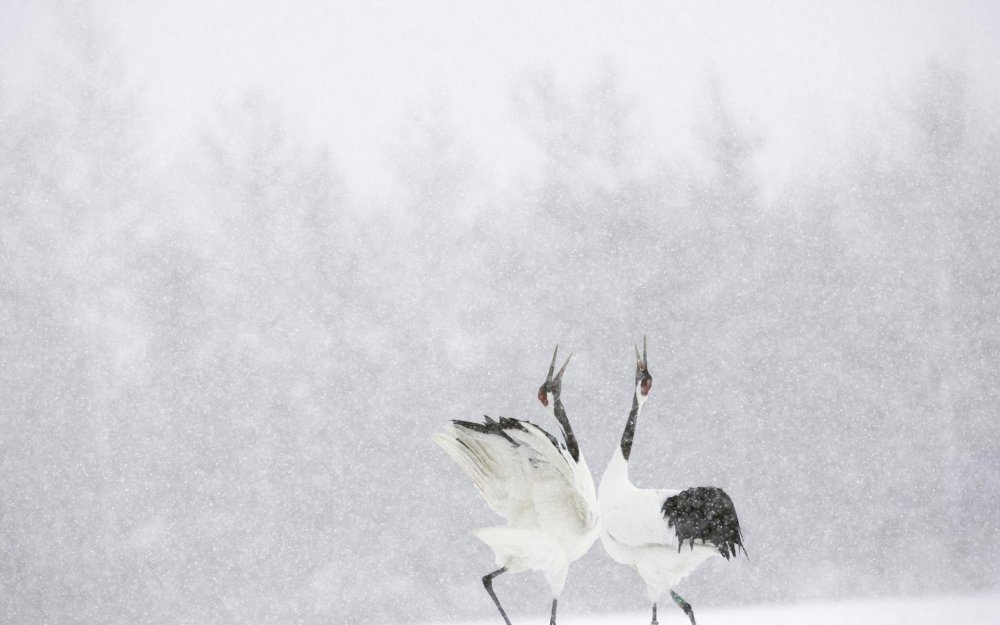 Журавли на снегу