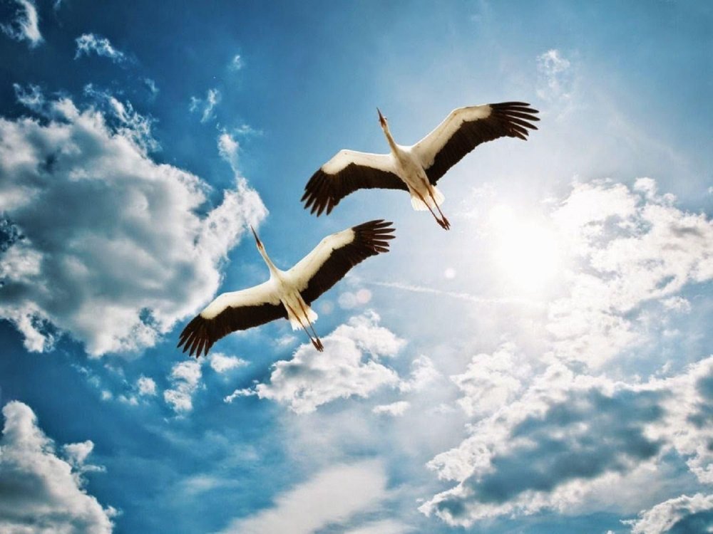 Белый журавль