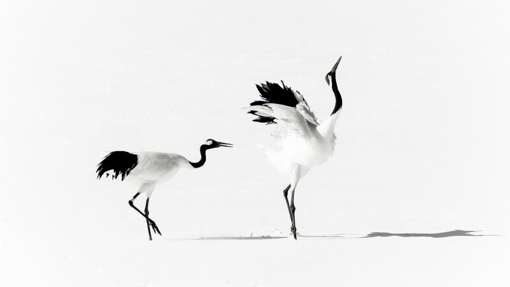 Журавль Минимализм