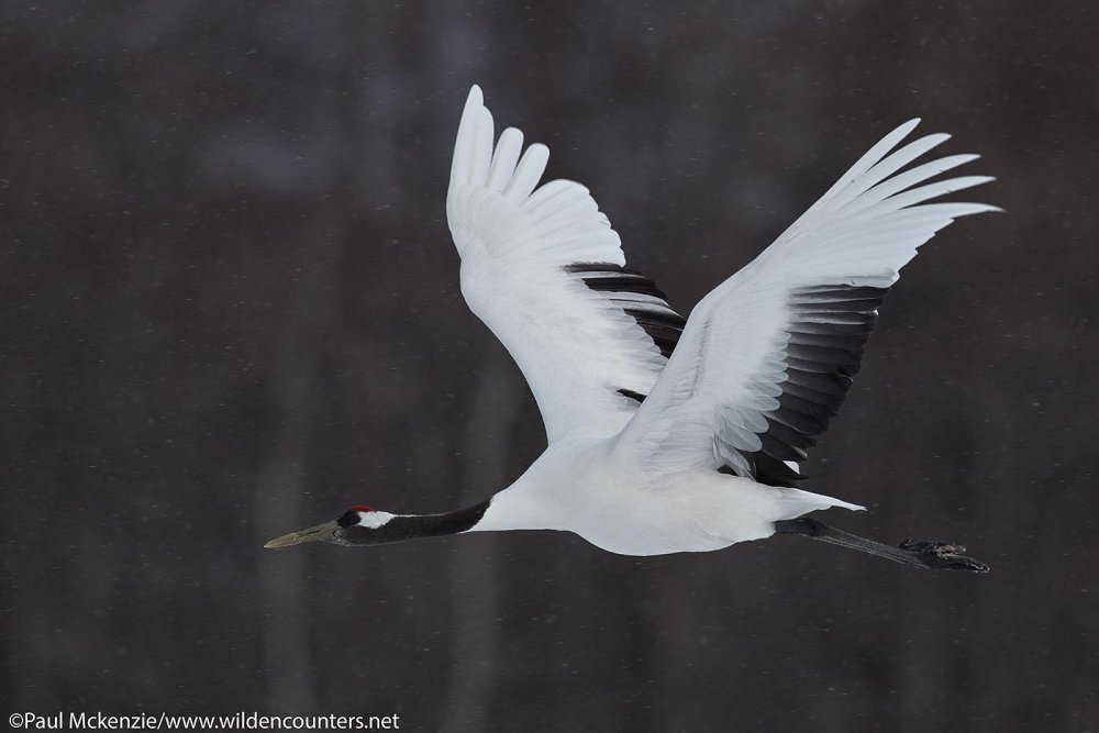 Стерх в полете
