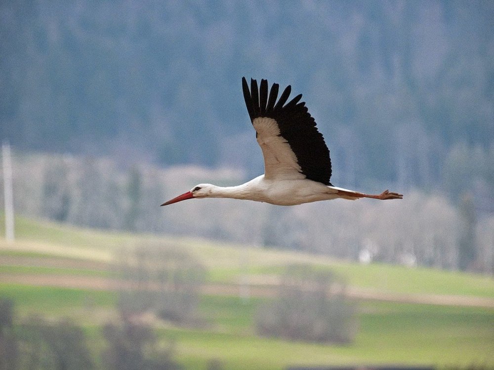 Журавль стоящий на одной ноге силуэт