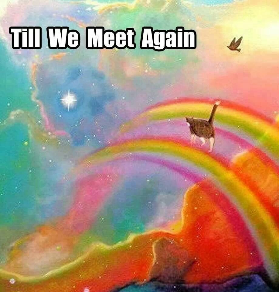 Радужная кошка