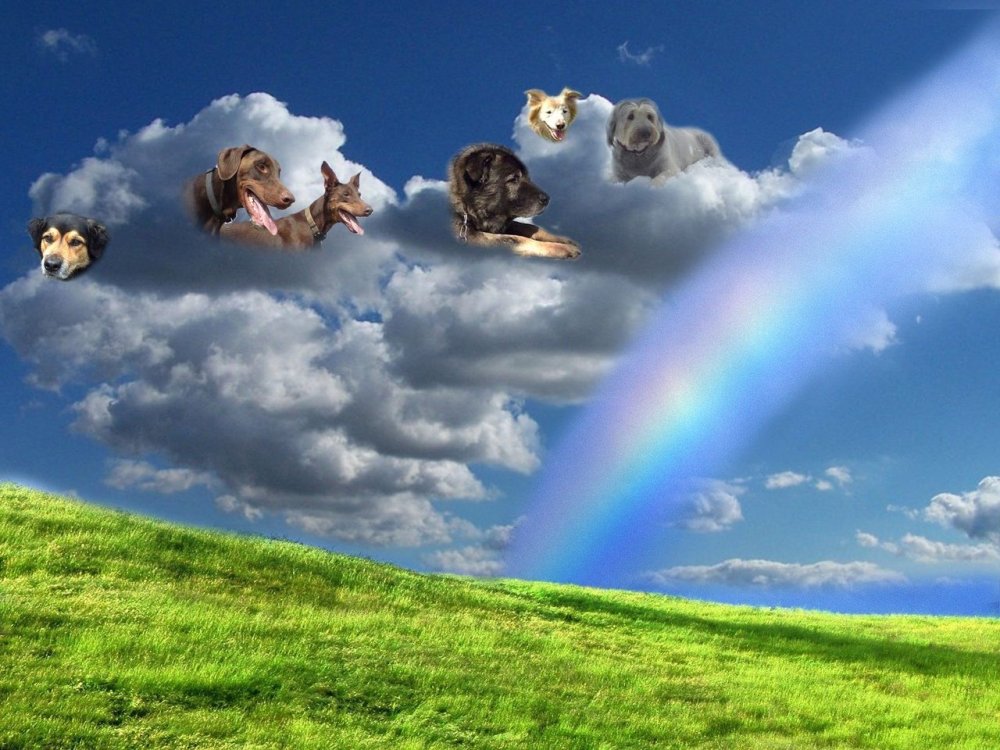 Мост радуги рай для животных