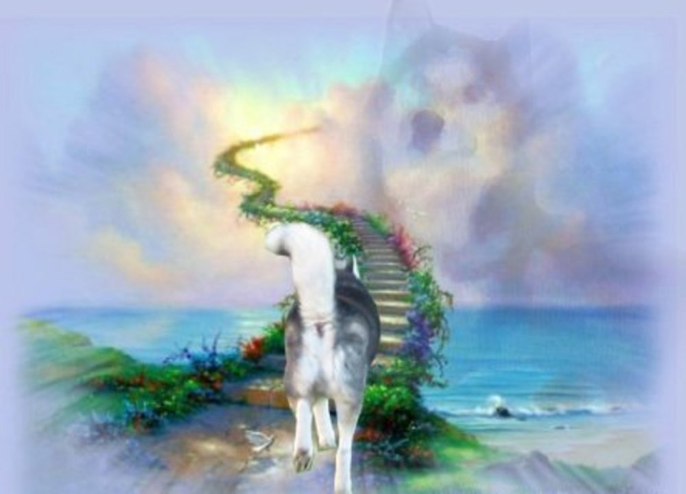 Радуга во сне