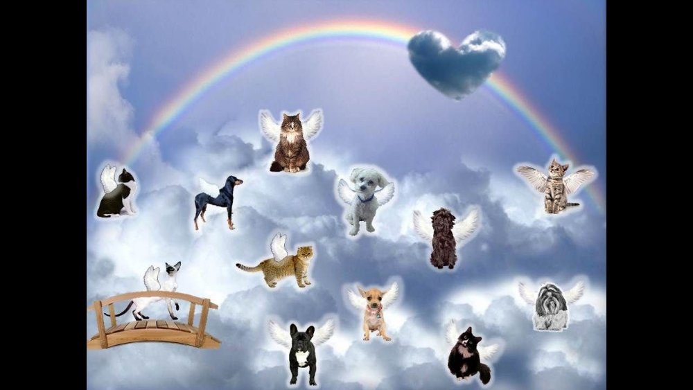 Мост радуги рай для животных