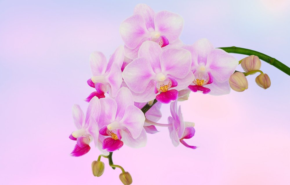 Ветка орхидеи "вечный Рим"