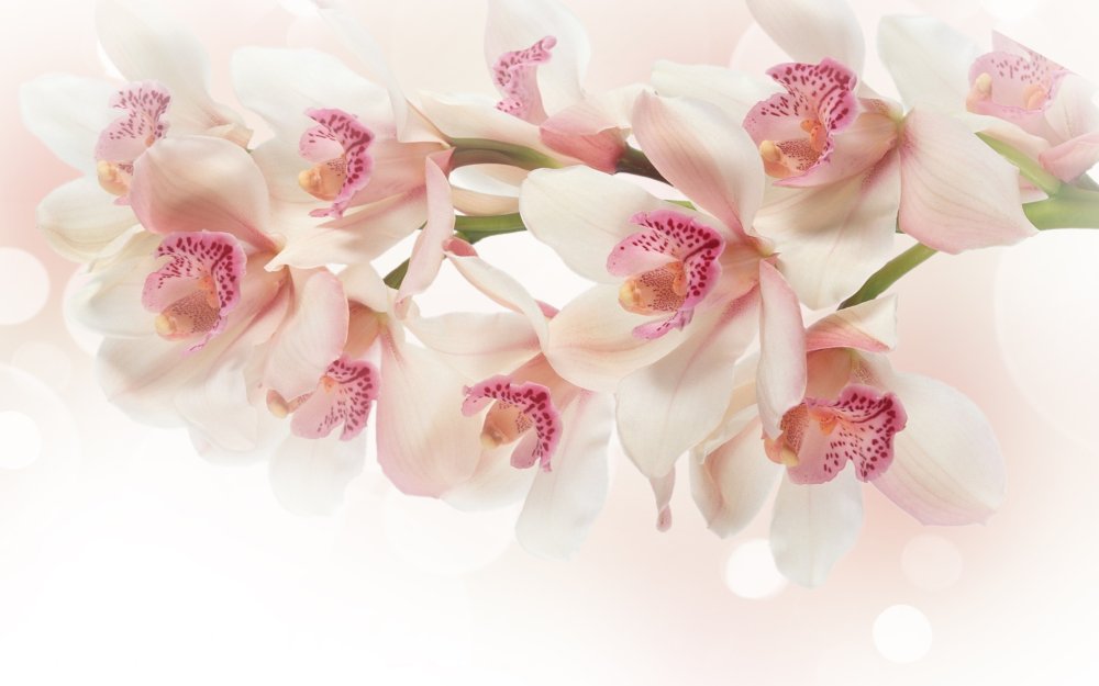 Розовая Орхидея на сером фоне
