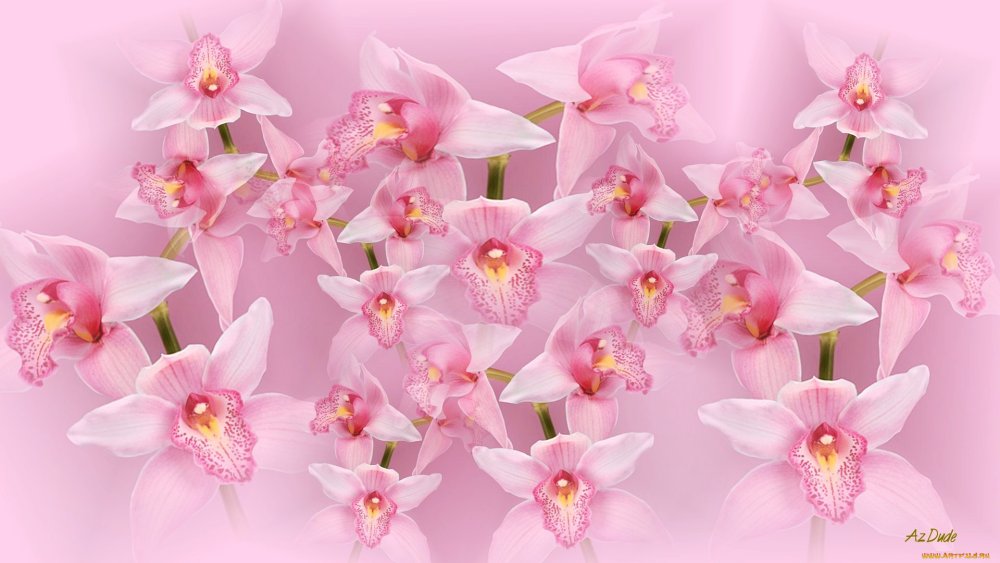 Фон для визитки с орхидеями