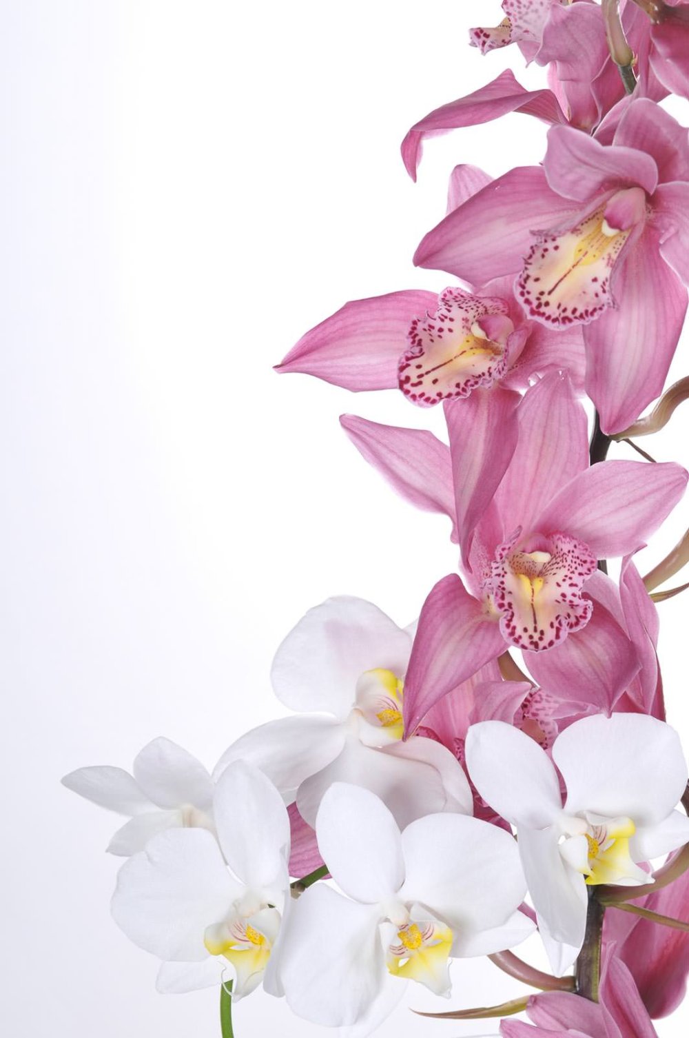 Фон для рабочего стола орхидеи