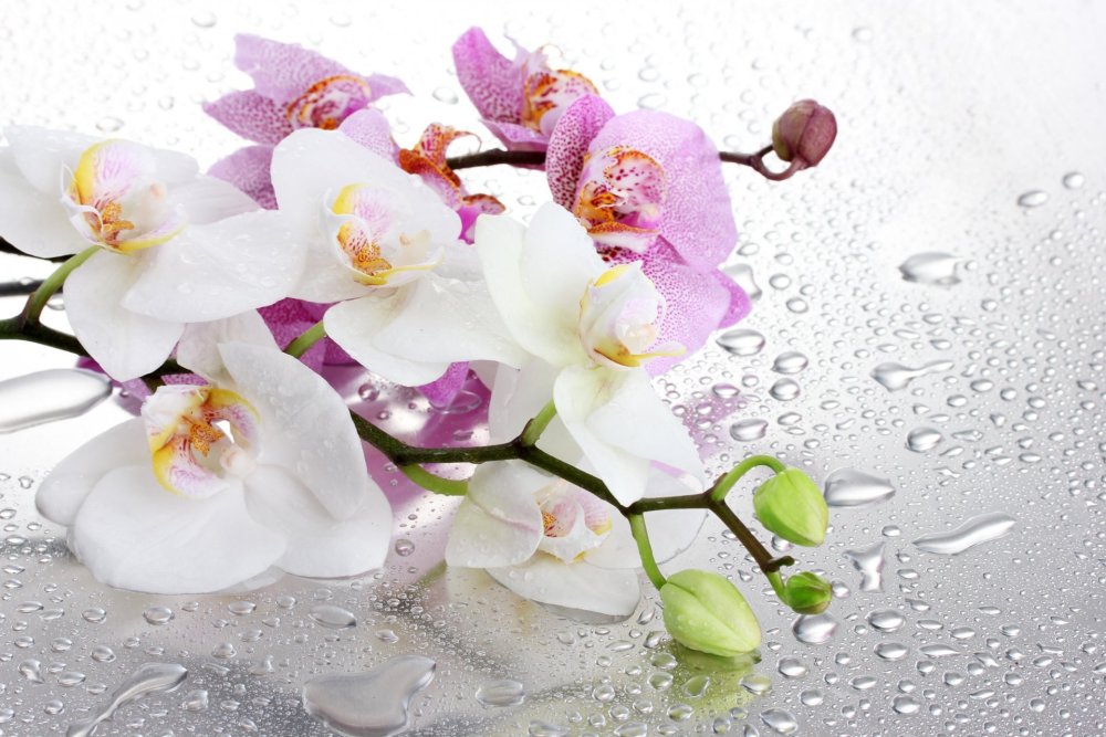 Фотообои Орхидея сиреневая