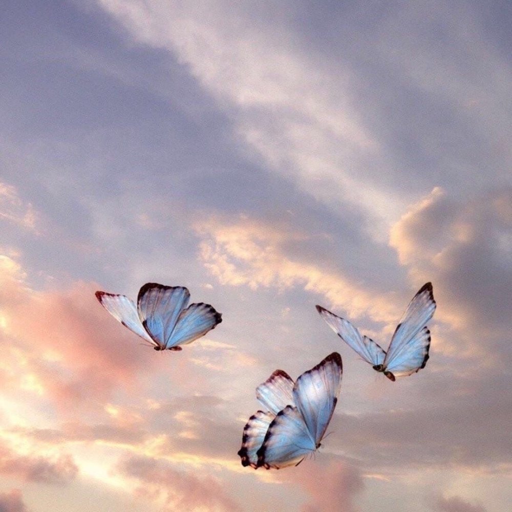Бабочка В Небе