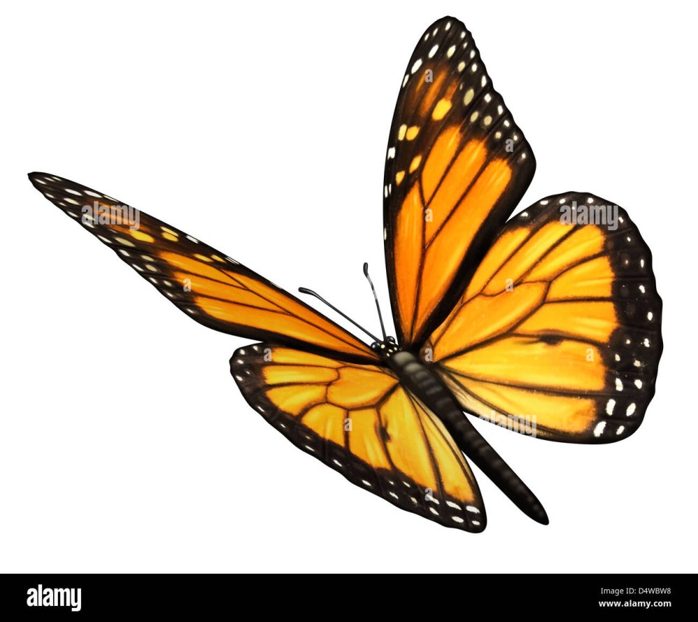 Бабочка Монарх символ