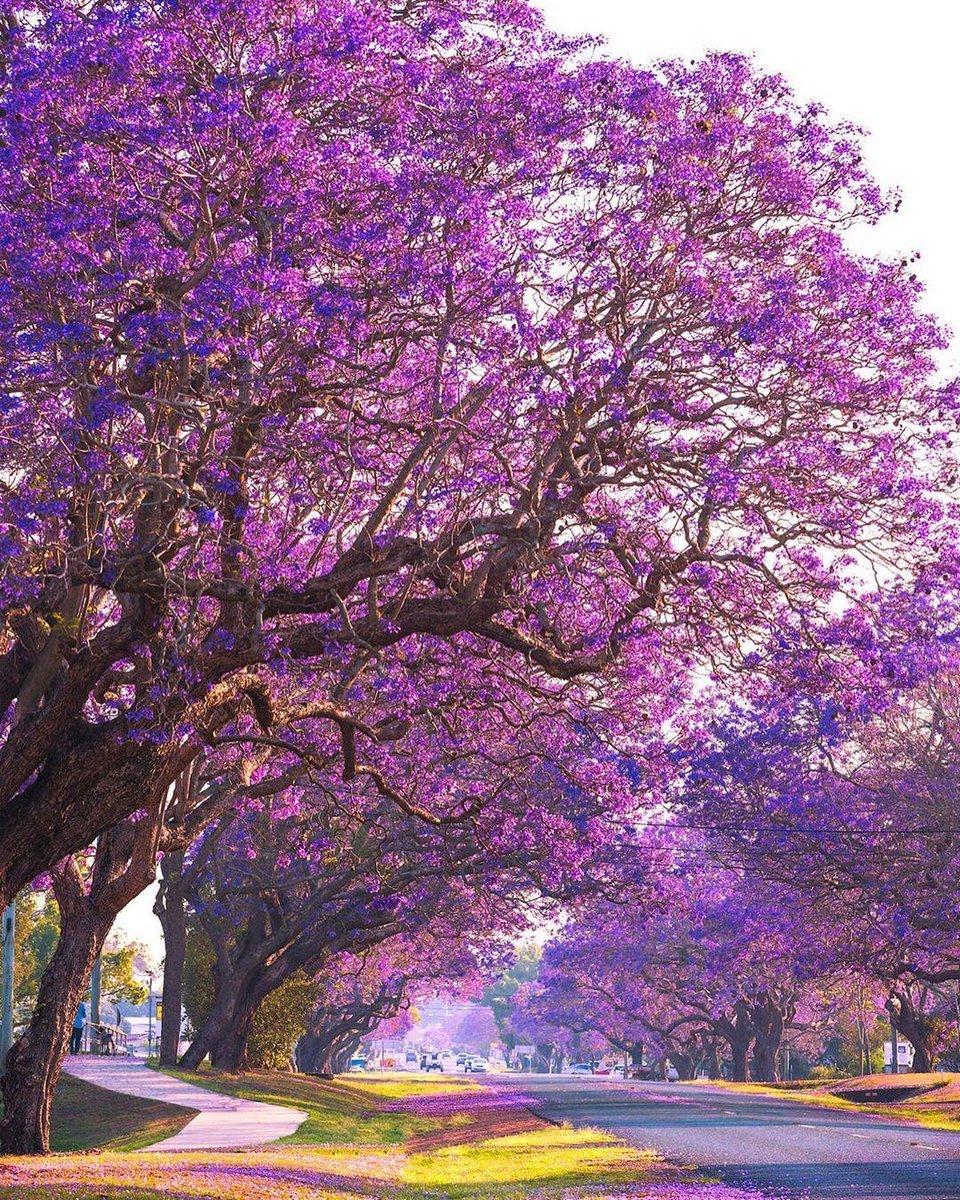 Лос-Анджелес, цветёт жакаранда