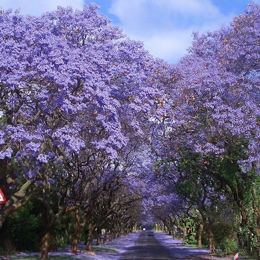 Жакаранда фиалковое дерево Гавриш