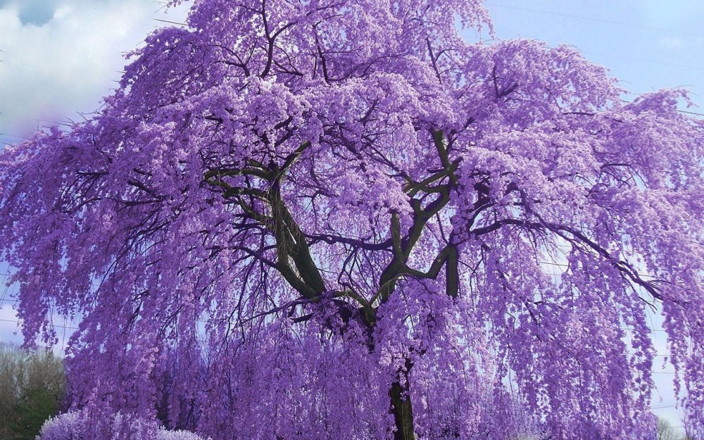 Фиалковое дерево жакаранда