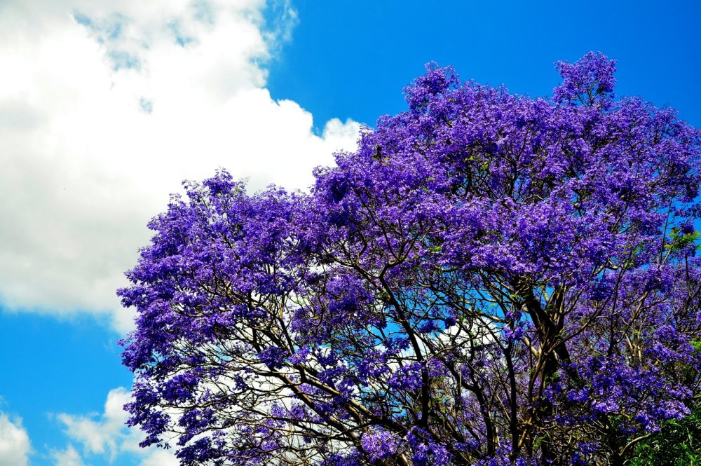Фиалковое дерево джакаранда