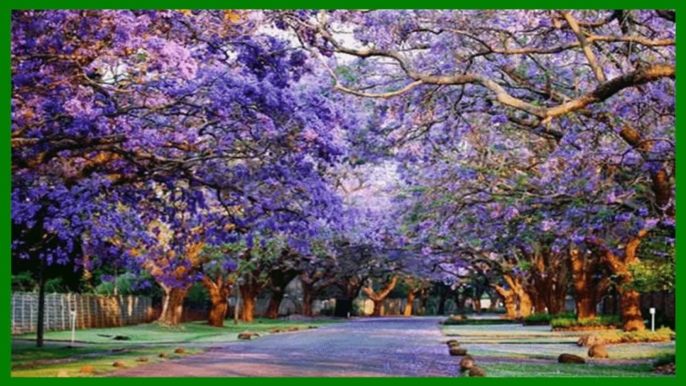 Джакаранда Австралия