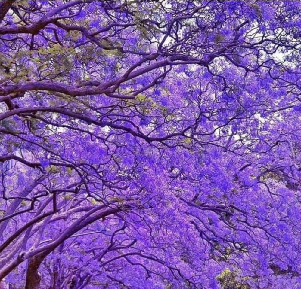 Жакаранды фиалкового дерева