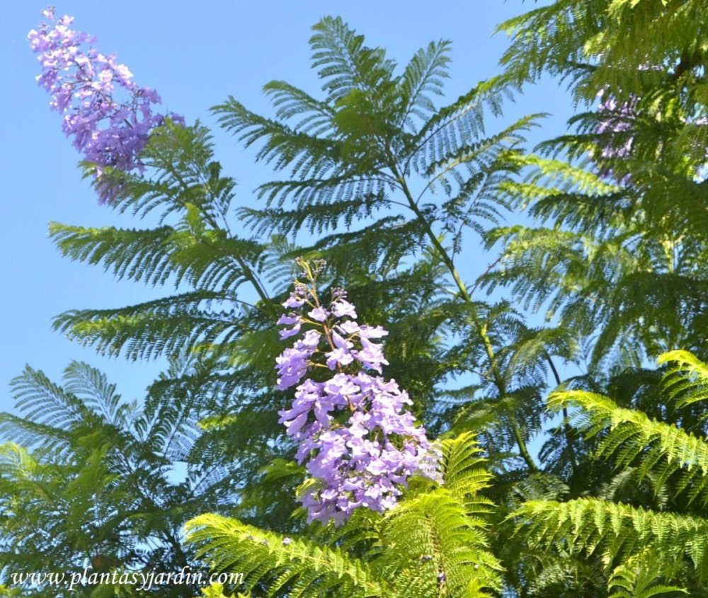 Акация джакаранда