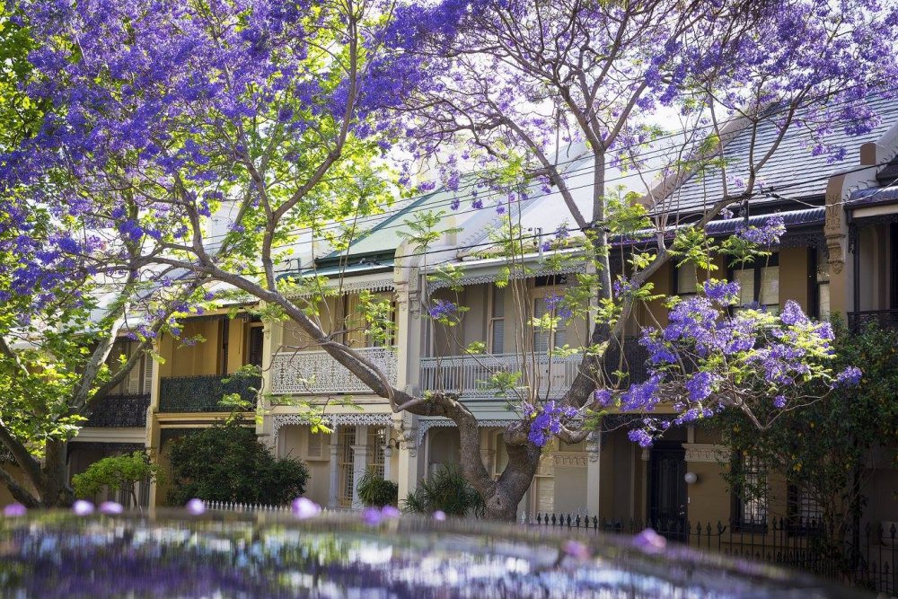 Жакаранда мимозолистная Магдалена