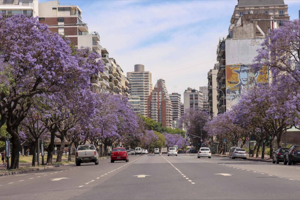 Орхидея джакаранда