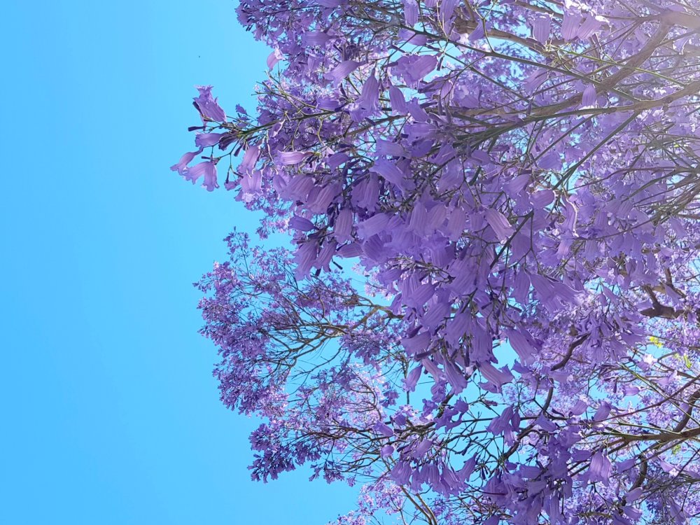 Парк цветов Асикага в Японии