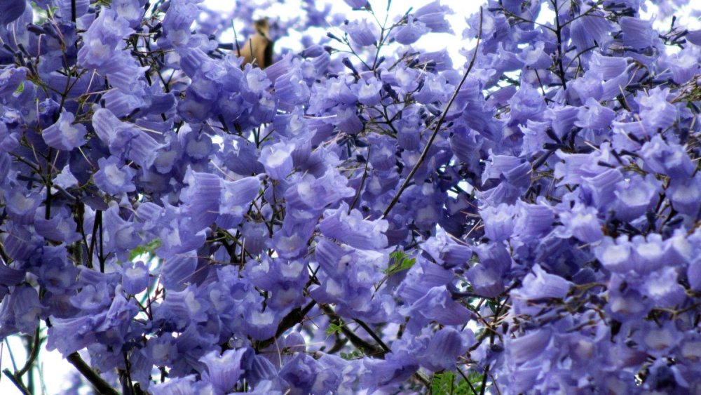 Jacaranda Trees in Zimbabwe