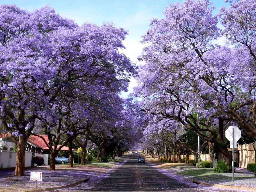 Палисандр жакаранда Виолета