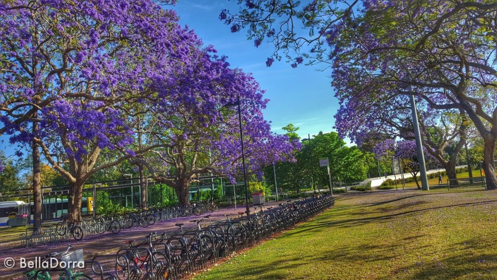 Жакаранда (фиалковое дерево) Кавказ