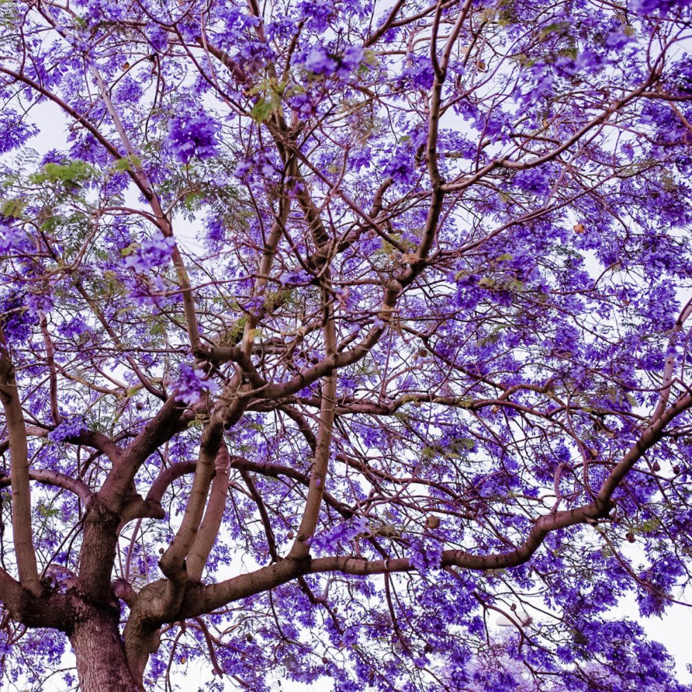 Жакаранда (фиалковое дерево) Кавказ