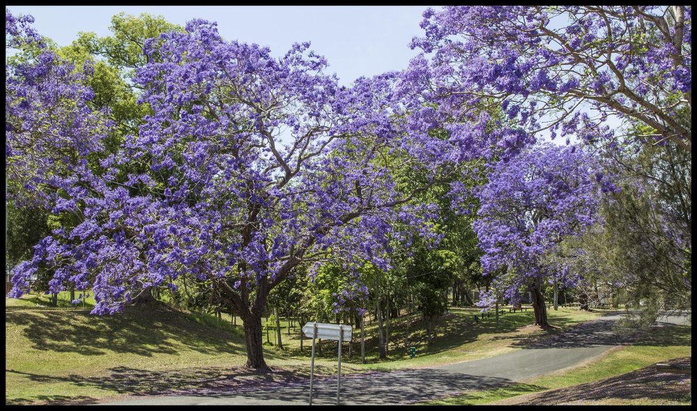 Семена жакаранда Дельта 3шт